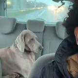 Foto de perro encontrado en Marseille