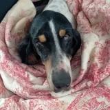 Foto de perro encontrado en Saignon