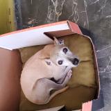 Foto de perro perdido en Cuscatancingo