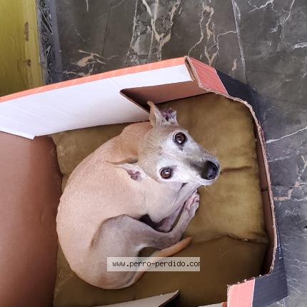 Foto 1/1 Annie Chien perdido en Cuscatancingo