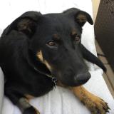 Foto de perro encontrado en Phoenix