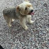 Foto de perro perdido en Cerons