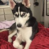 Foto de perro encontrado en Kissimmee