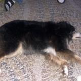 Foto de perro encontrado en Cleveland