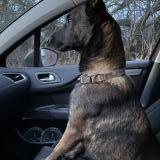 Foto de perro perdido en Villeneuve Les Maguelone