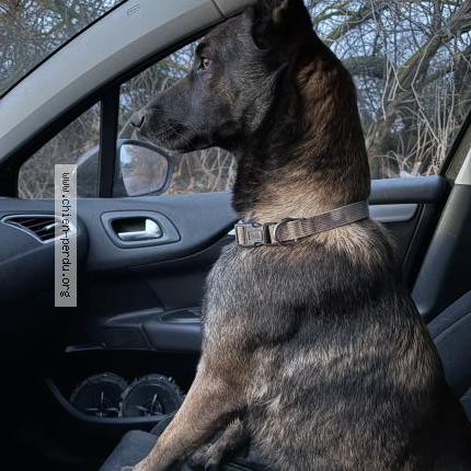 Foto de perro perdido en Villeneuve Les Maguelone