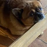 Foto de perro perdido en Amiens