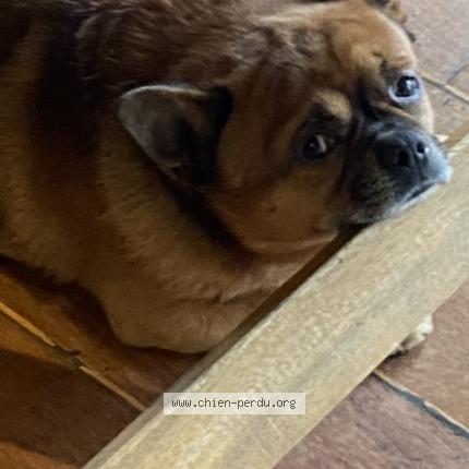 Foto de perro perdido en Amiens