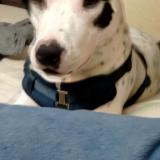 Foto de perro perdido en Beaverton