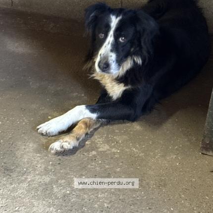 Foto 1/1 Perro encontrado Encontrado en Caylus