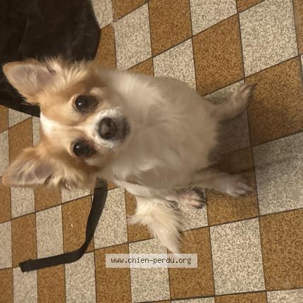 Foto de perro encontrado en Sotteville Les Rouen
