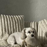 Foto de perro perdido en Chicqgo