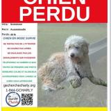 Foto de perro perdido en Scostown