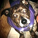 Foto de perro perdido en North Bend