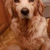 Foto de perro perdido en Rochy Conde