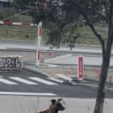 Foto de perro encontrado en Perpignan