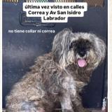 Foto de perro perdido en Caba