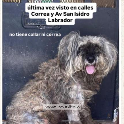 Foto 1/1 SIMON Chien perdido en Caba