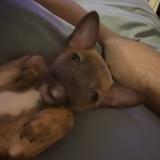 Foto de perro perdido en Marked Tree