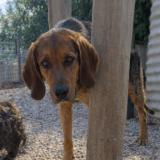 Foto de perro perdido en Burzy