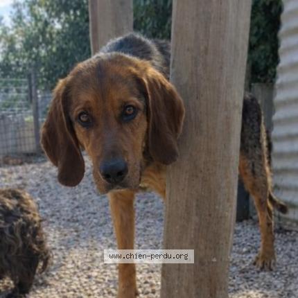 Foto de perro perdido en Burzy