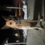 Foto de perro encontrado en Saint Lary Soulan