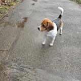 Foto de perro encontrado en Ormesson Sur Marne