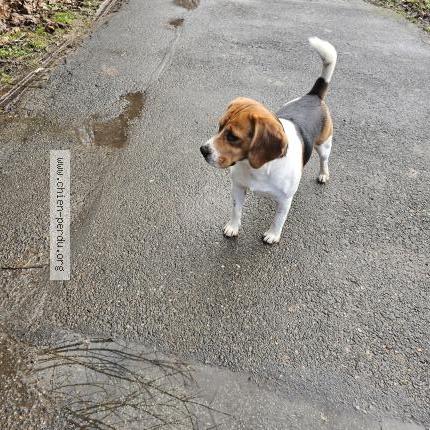 Foto de perro encontrado en Ormesson Sur Marne