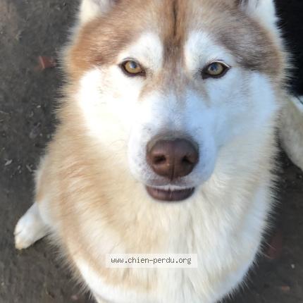 Foto de perro perdido en Manciet