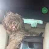 Foto de perro perdido en Forney