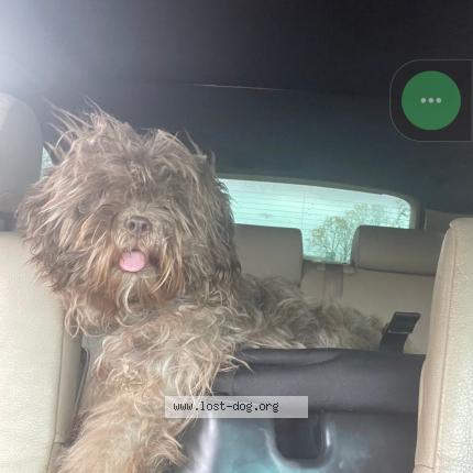 Foto 1/1 Remington Chien perdido en Forney