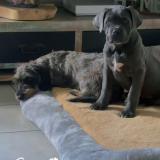 Foto de perro perdido en La Fleche