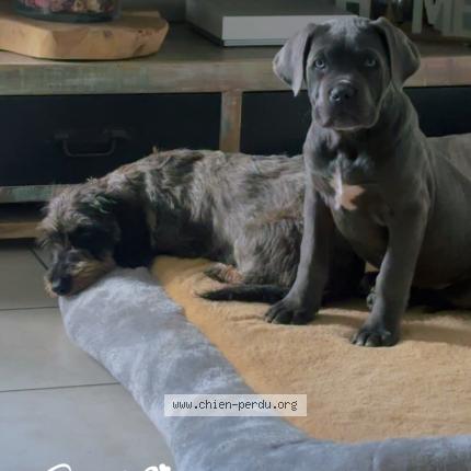 Foto de perro perdido en La Fleche