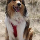 Foto de perro perdido en Genappe