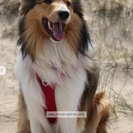 Foto 1/1 Malou Chien perdido en Genappe