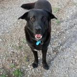 Foto de perro perdido en Fabregues