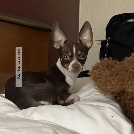 Foto 1/1 Mocha Chien perdido en Joliet