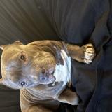 Foto de perro encontrado en Charlotte