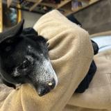 Foto de perro encontrado en Sin Le Noble