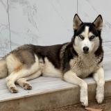 Foto de perro perdido en Santa Cruz