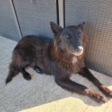 Foto de perro perdido en Coudures