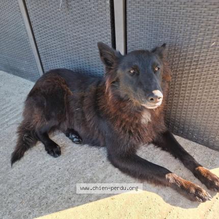 Foto 1/2 Priscie Chien perdido en Coudures