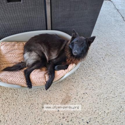 Foto 2/2 Priscie Chien perdido en Coudures