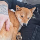 Foto de perro perdido en Le Mans