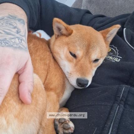 Foto 1/1 Tayga Chien perdido en Le mans