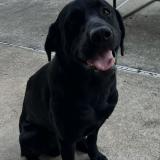 Foto de perro perdido en Milton