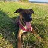 Foto de perro perdido en Ochain