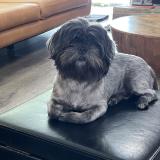 Foto de perro perdido en Quincy