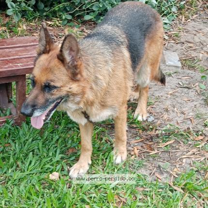 Foto 1/1 Perro encontrado Encontrado en San luis