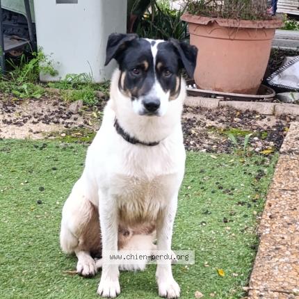 Foto 1/1 Perro encontrado Encontrado en Ollioules